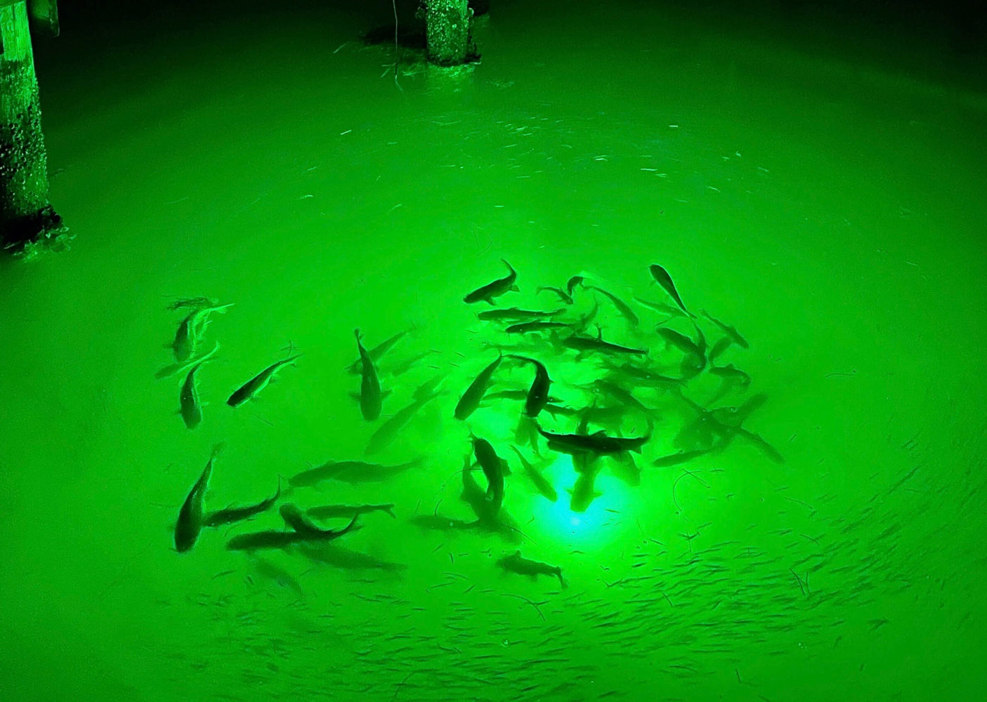 لامپ ماهیگیری زیرآبی 800W